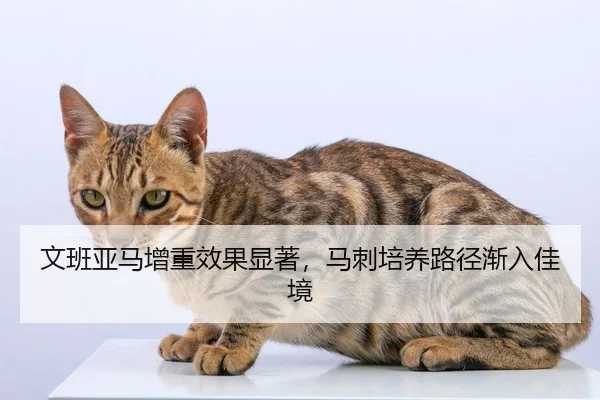 文班亚马增重效果显著，马刺培养路径渐入佳境